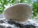Fomes fasciatus image