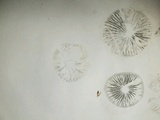 Panaeolus cinctulus image