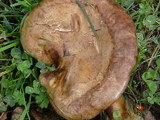 Paxillus involutus image