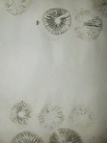Panaeolus cinctulus image