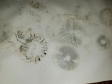 Panaeolus cinctulus image