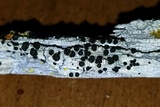 Buellia oidalea image