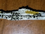 Buellia oidalea image