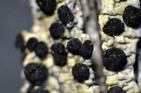 Buellia oidalea image