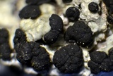 Buellia oidalea image