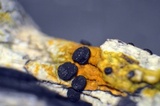 Buellia oidalea image