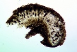 Buellia oidalea image