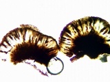 Buellia oidalea image
