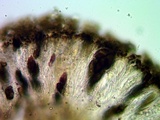 Buellia oidalea image