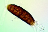 Buellia oidalea image
