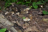 Hohenbuehelia angustata image