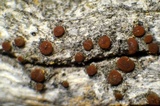 Caloplaca ferruginea image
