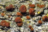 Caloplaca ferruginea image