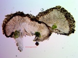 Caloplaca ferruginea image