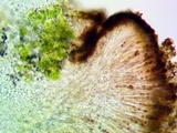 Caloplaca ferruginea image