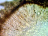 Caloplaca ferruginea image
