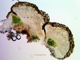 Caloplaca ferruginea image