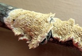 Irpex lacteus image
