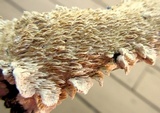 Irpex lacteus image