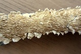 Irpex lacteus image