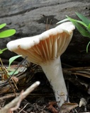 Lactarius marylandicus image