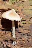 Entoloma holoconiotum image