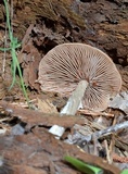 Entoloma holoconiotum image