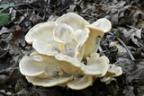 Meripilus sumstinei image