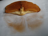 Phaeolepiota aurea image