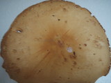 Phaeolepiota aurea image