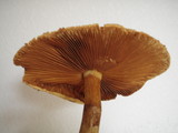 Phaeolepiota aurea image