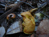 Suillus caerulescens image
