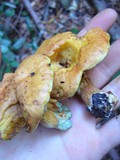 Suillus caerulescens image