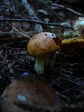 Suillus caerulescens image