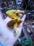 Suillus caerulescens image