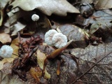 Mycetinis opacus image