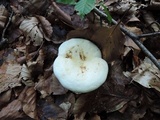 Lactarius controversus image