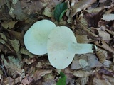 Lactarius piperatus image