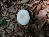 Lactarius piperatus image