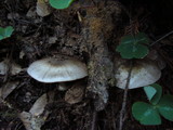 Agaricus moelleri image