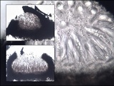 Arthopyrenia cinereopruinosa image