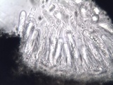 Arthopyrenia cinereopruinosa image