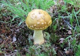 Amanita flavorubens image