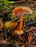 Hygrocybe laeta var. laeta image