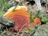 Ganoderma sessile image