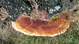 Ganoderma sessile image