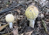 Amanita velatipes image