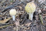 Amanita velatipes image