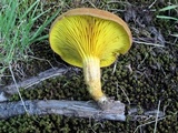 Phylloporus rhodoxanthus image