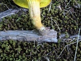 Phylloporus rhodoxanthus image